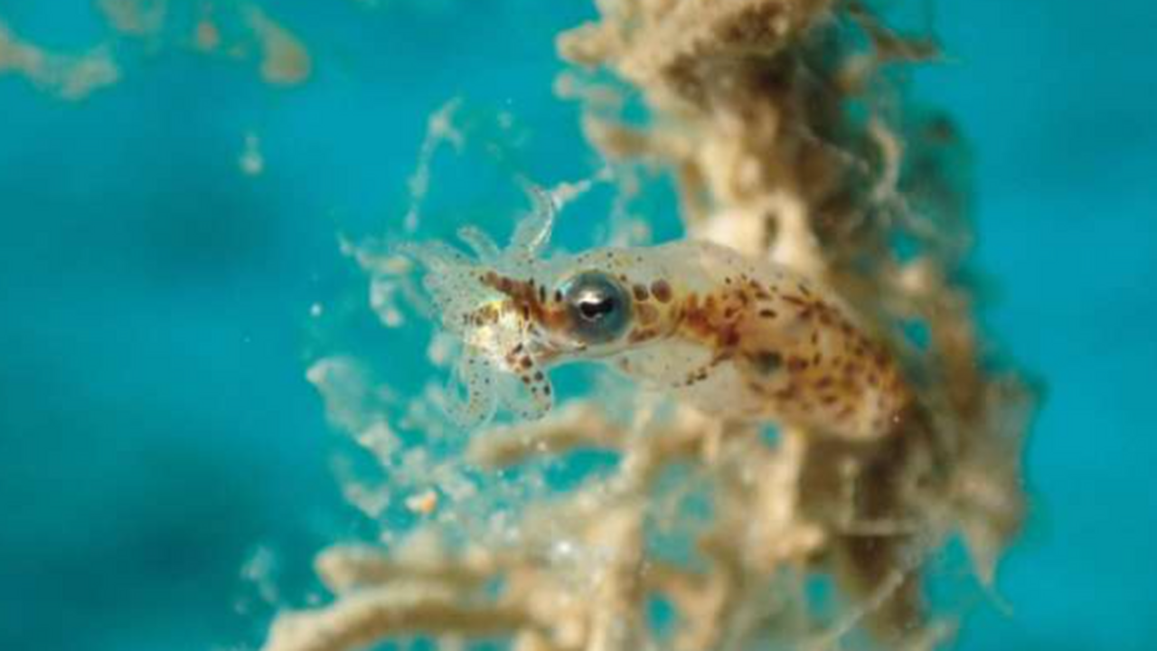 Ученые выяснили, как «эволюционный фитиль» привел к взрыву на Земле Учёные приблизились к разгадке одного из самых ...