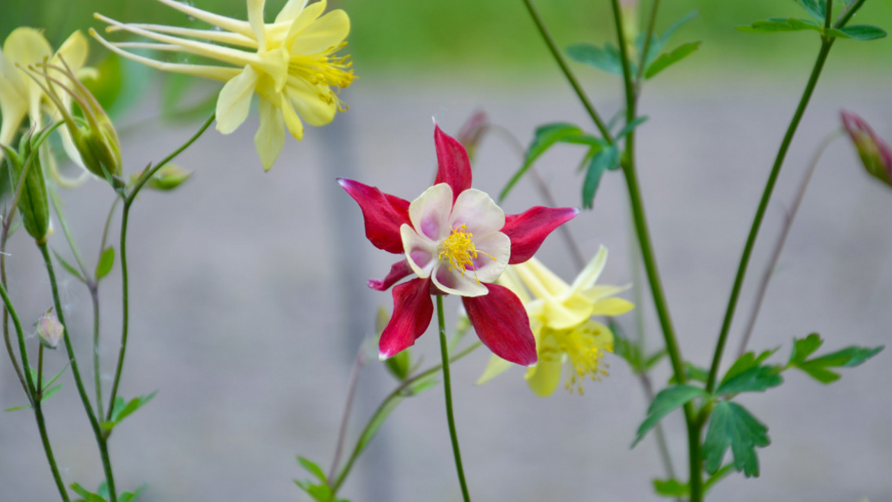 Биологи из Университета Кобе раскрыли необычный...