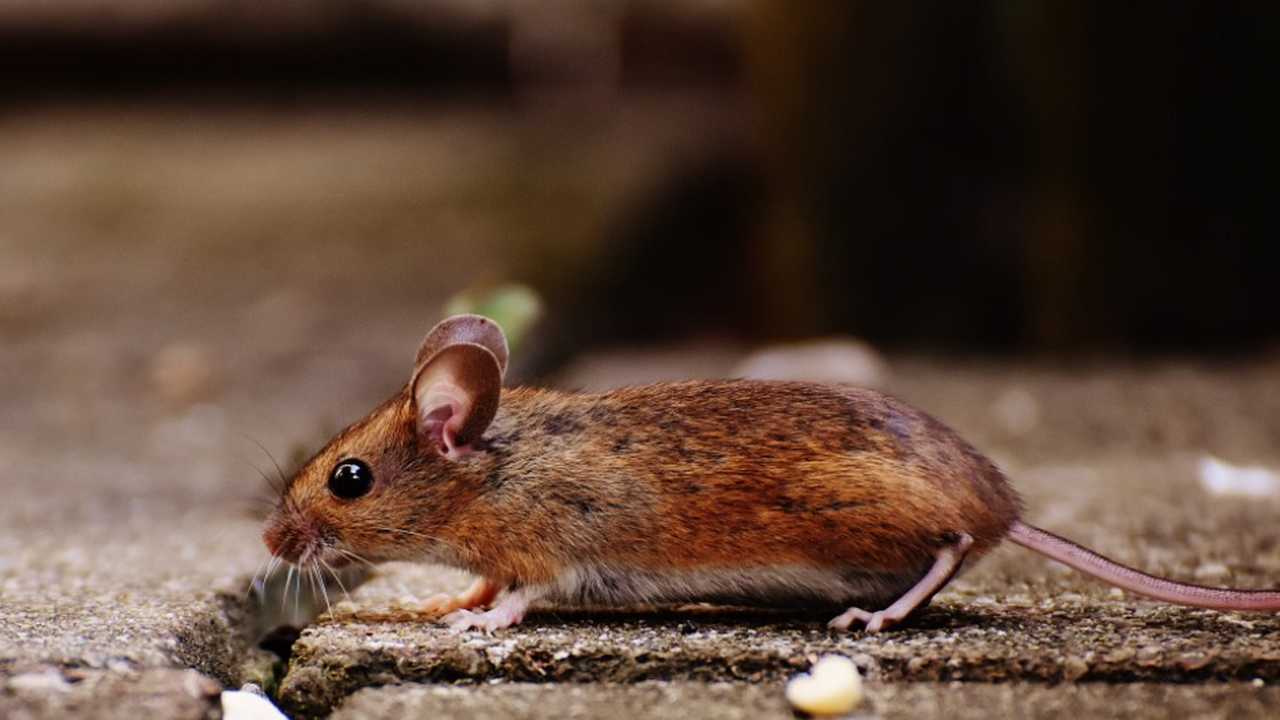 В борьбе с болезнью Альцгеймера — самым распрос...