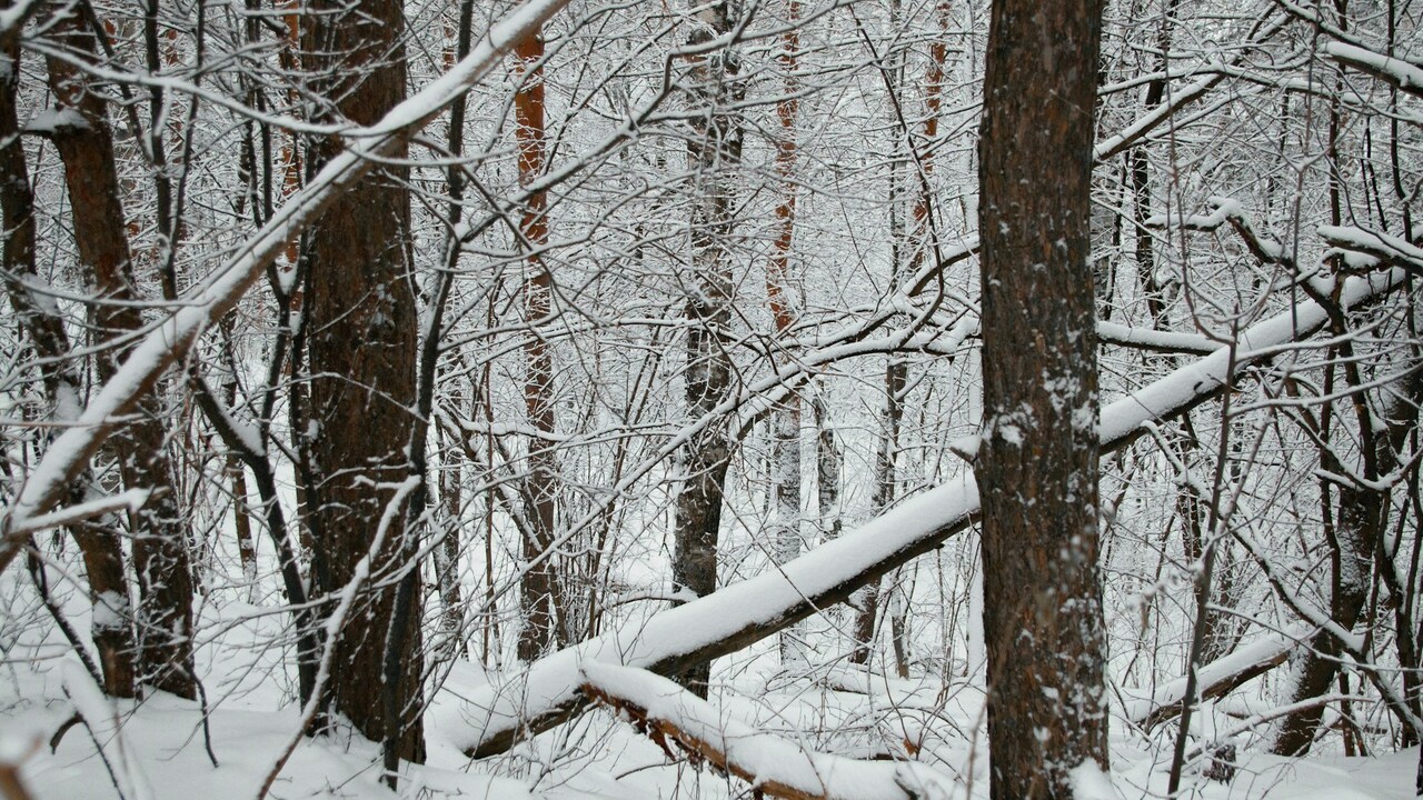 Прогнозы на зимний сезон изменились после анома...