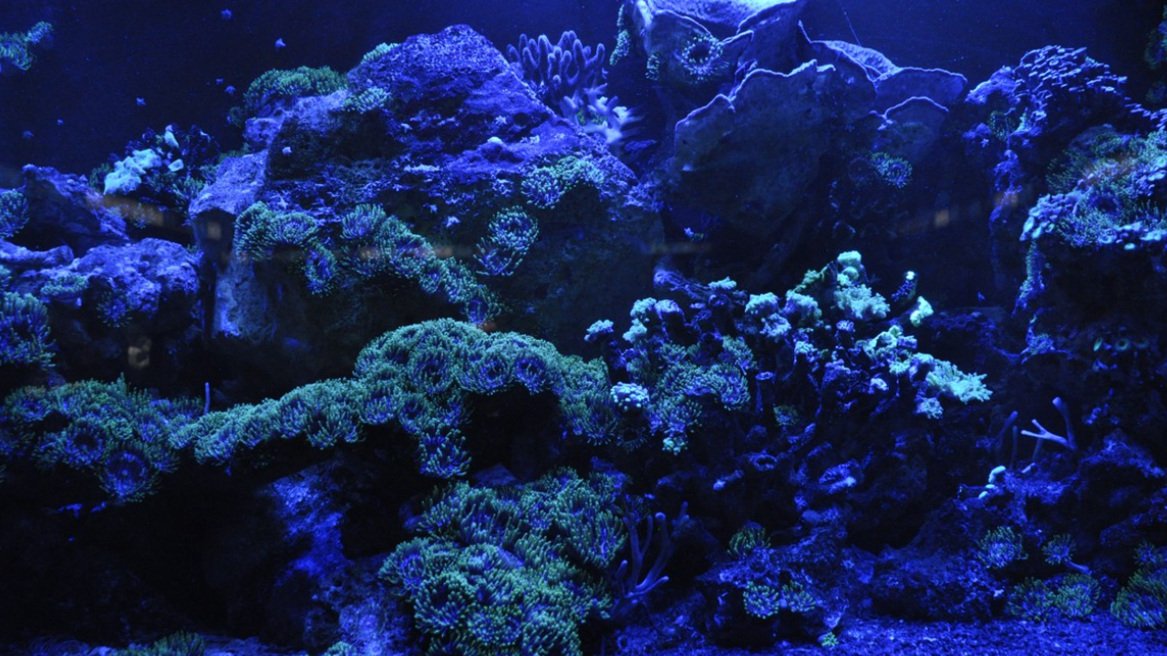 Ученые выяснили, как защитить коралловые рифы на десятилетия вперед Коралловые рифы по всему миру всё чаще сталкива...