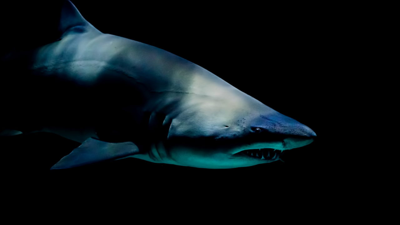 Исследовательница, писательница и бикини-модель...