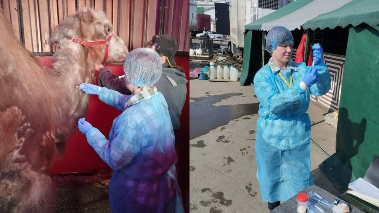 В Ульяновске специалисты провели ветеринарный о...