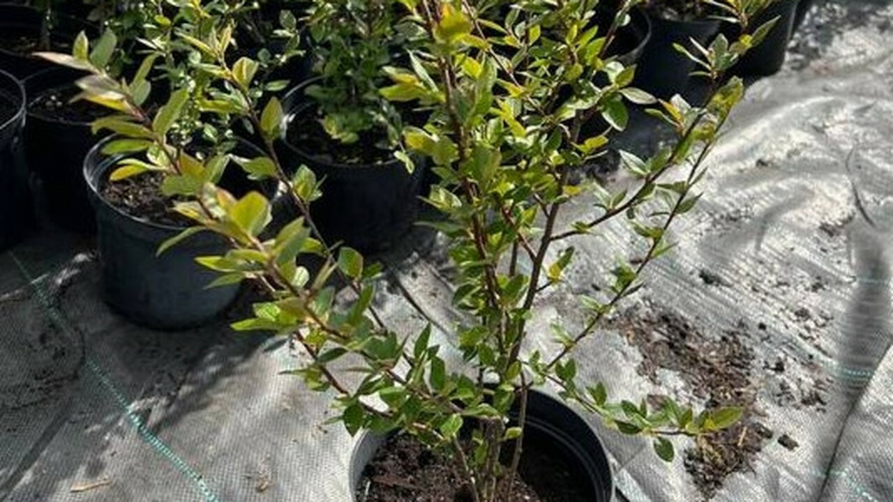 Ульяновские саженцы нашли новый дом в Казахстане С начала октября по конец месяца, специалисты Р...