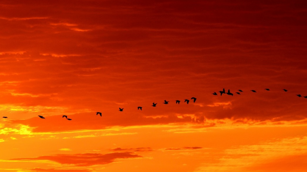 Учёные выяснили, как птицы «видят» магнитное поле Земли во время перелетов Человечеству потребовались тысячелетия, чтобы с...