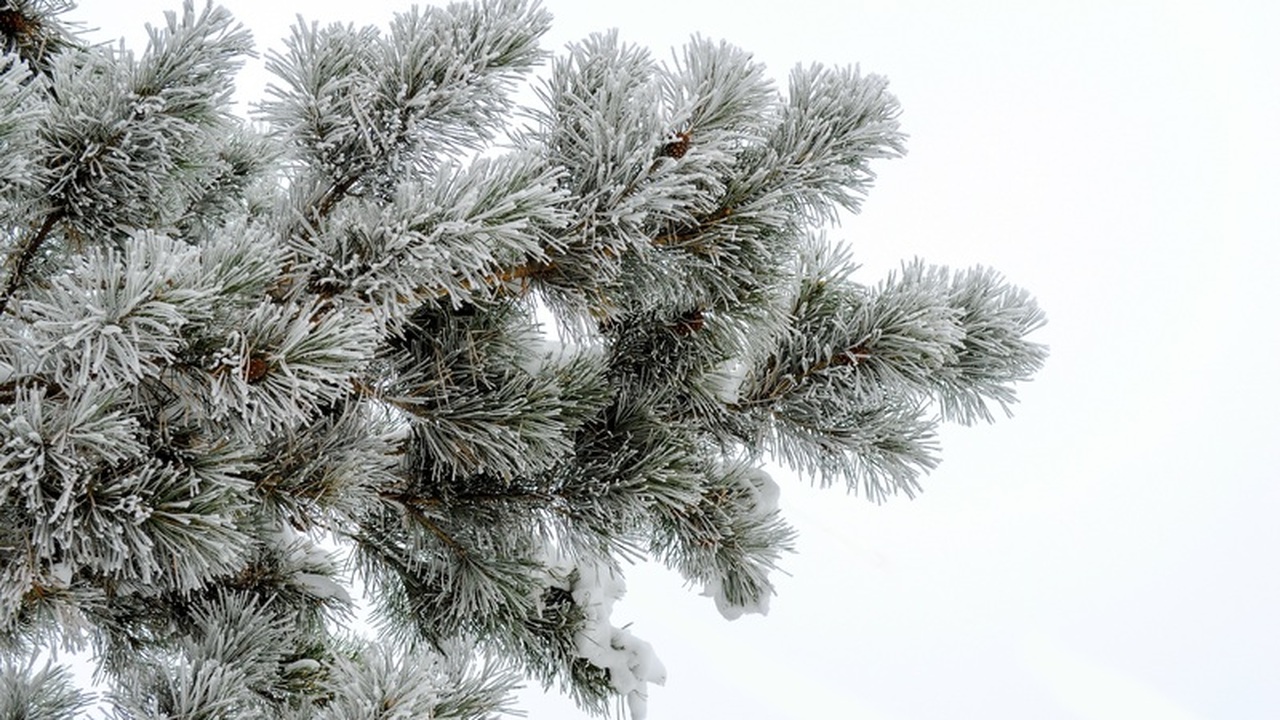 Около 15 тысяч ёлок отправили в другие регионы из Ульяновской области Новогодние праздники уже не за горами, и предпр...