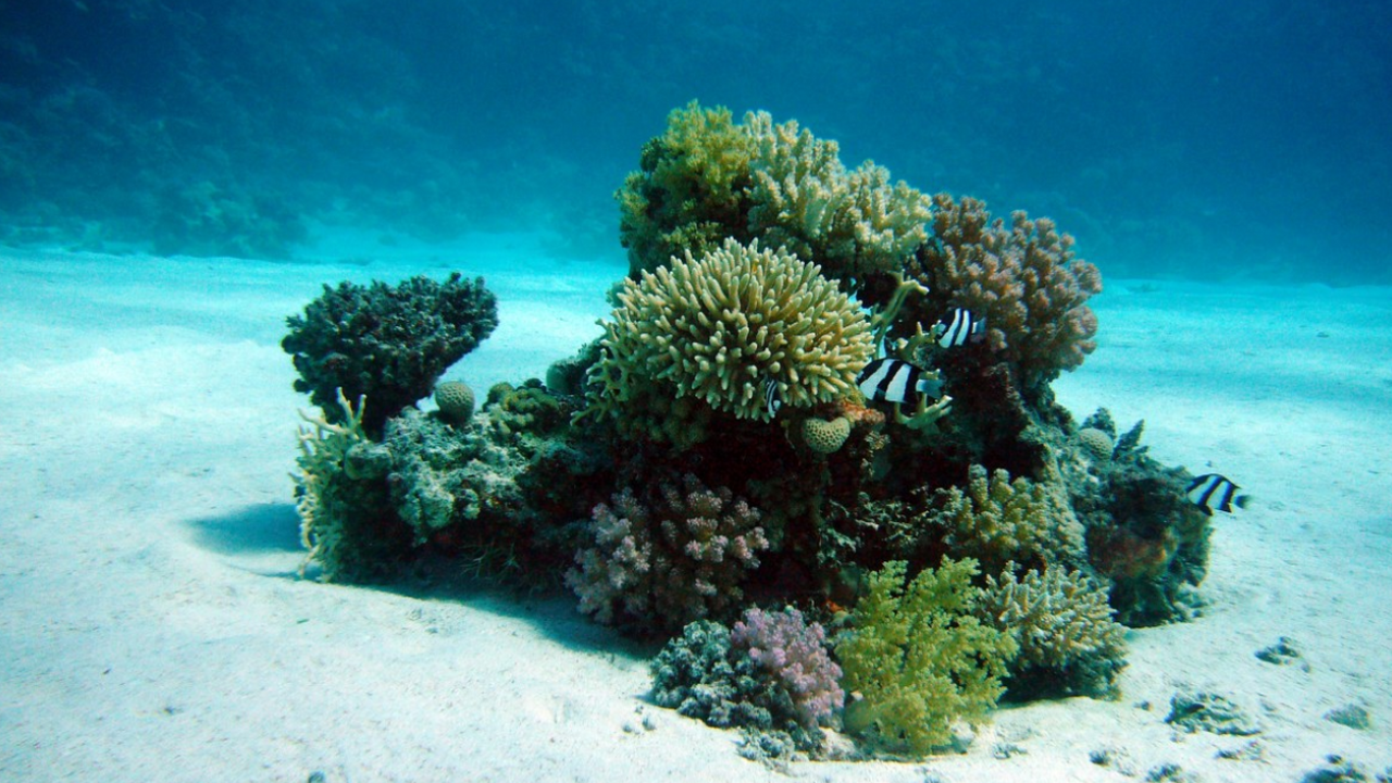 Тектоническая плита разрывается на части: ученые видят ее гибель в Тихом океане Международная группа геологов зафиксировала уни...