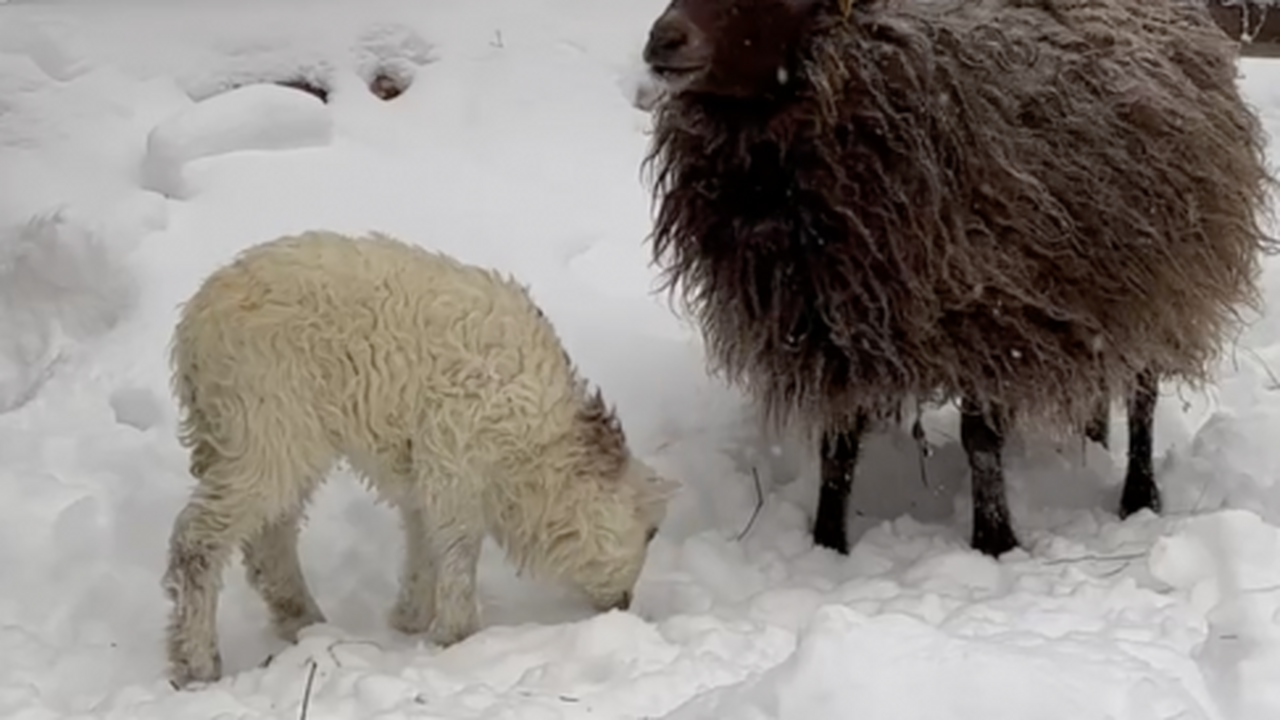 В Ульяновском зоопарке наблюдается настоящий бэ...