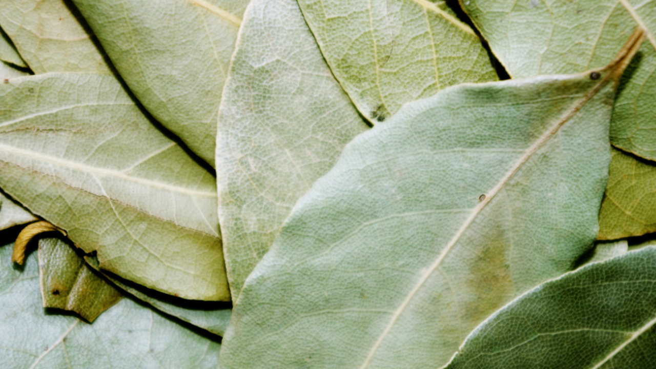 Лавровый лист — неправильно используют 9 из 10 хозяек, вот как нужно на самом деле Лавровый лист способен не только придать аромат...
