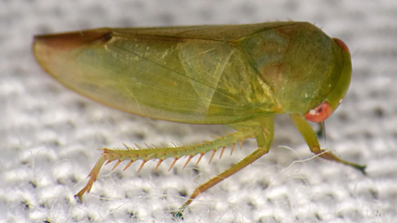 Энтомолог из Университета Англии Раскин обнаруж...