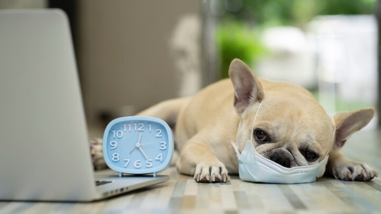 В 2 селах Самарской области обнаружили вспышку бешенства и ввели карантин В Самарской области зафиксированы очаги бешенст...