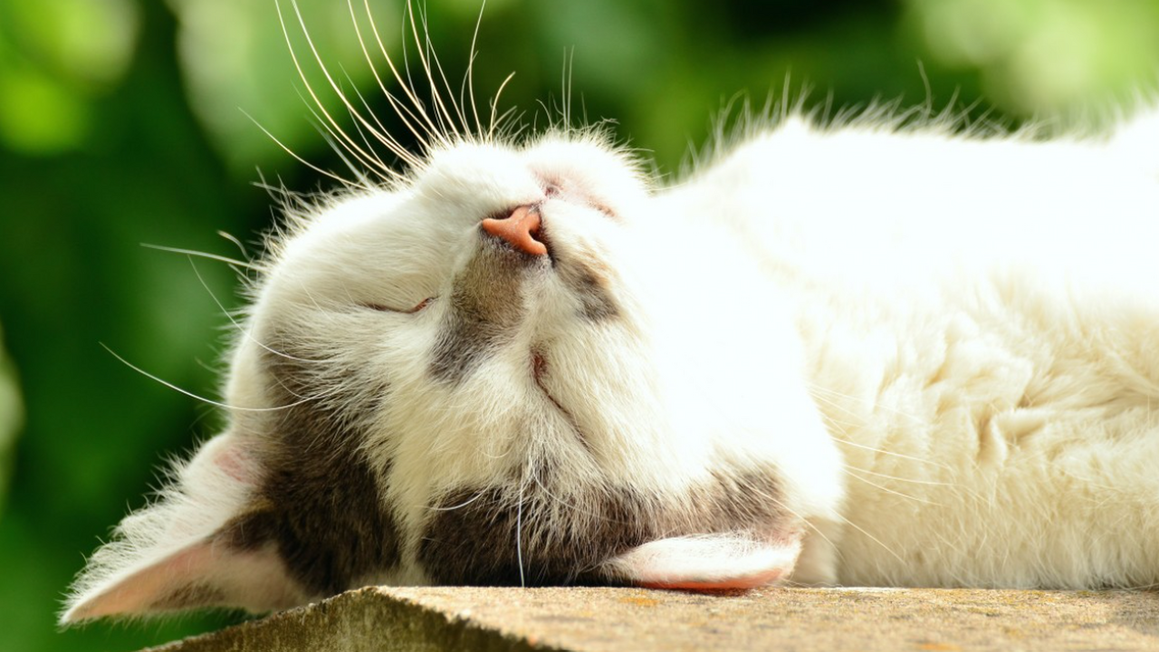 Nature: стерилизация продлевает срок жизни на 20% Исследование, опубликованное в журнале Nature, ...