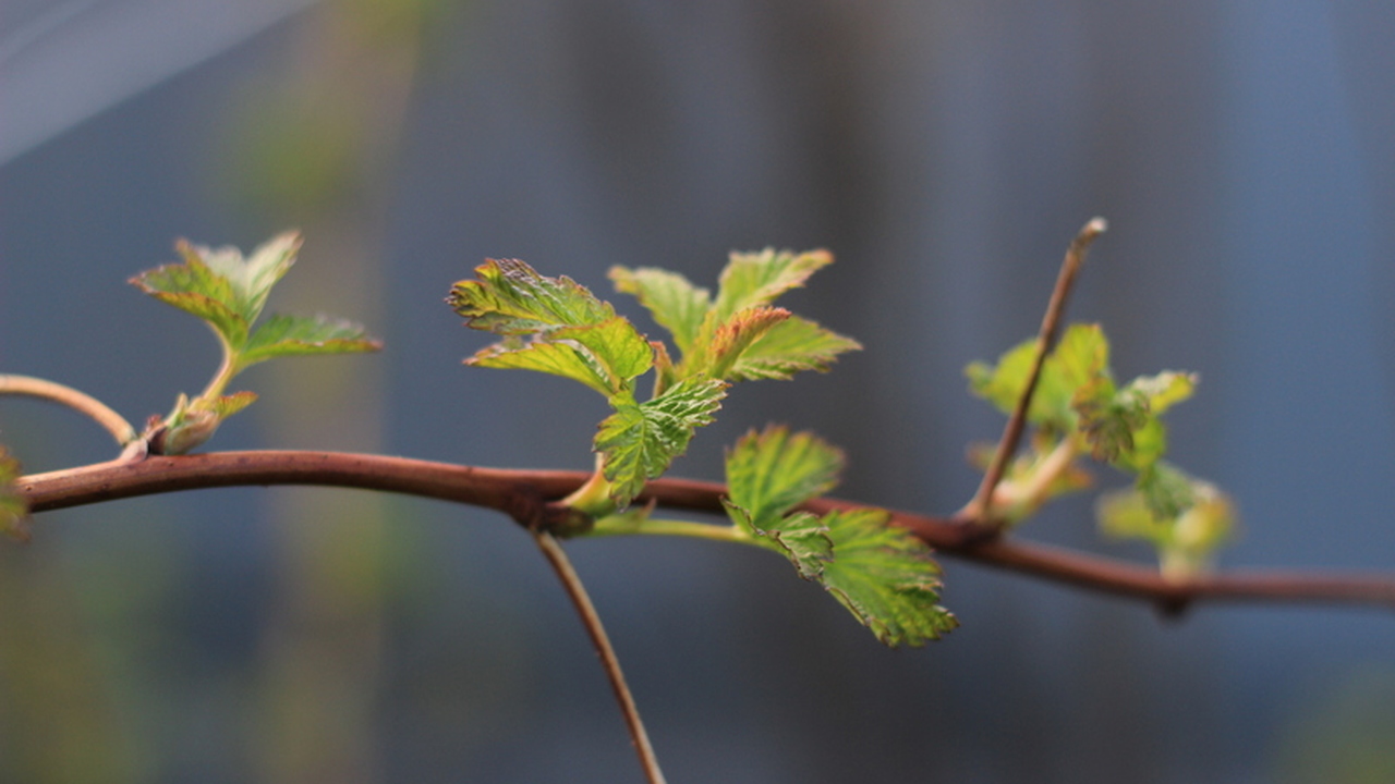 Тепло придёт раньше: в Гидрометцентре раскрыли прогноз на весну 2026 года Российские метеорологи прогнозируют наступление...