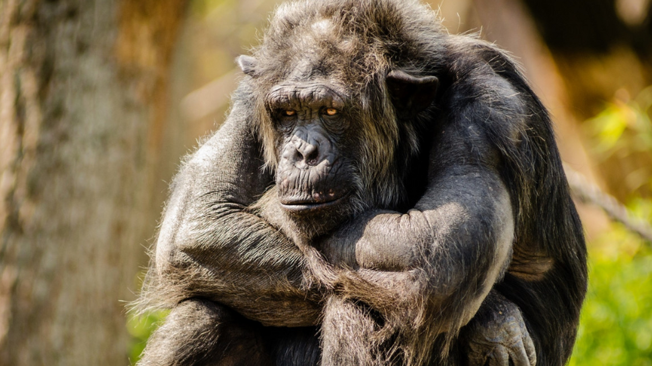 Самая редкая обезьяна может погибнуть из-за расширение золотого рудника Орангутаны Тапанули, самый редкий вид человекоо...