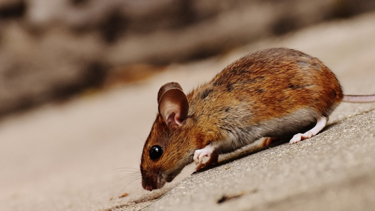 Команды Яндекса совместно с учёными Института ц...