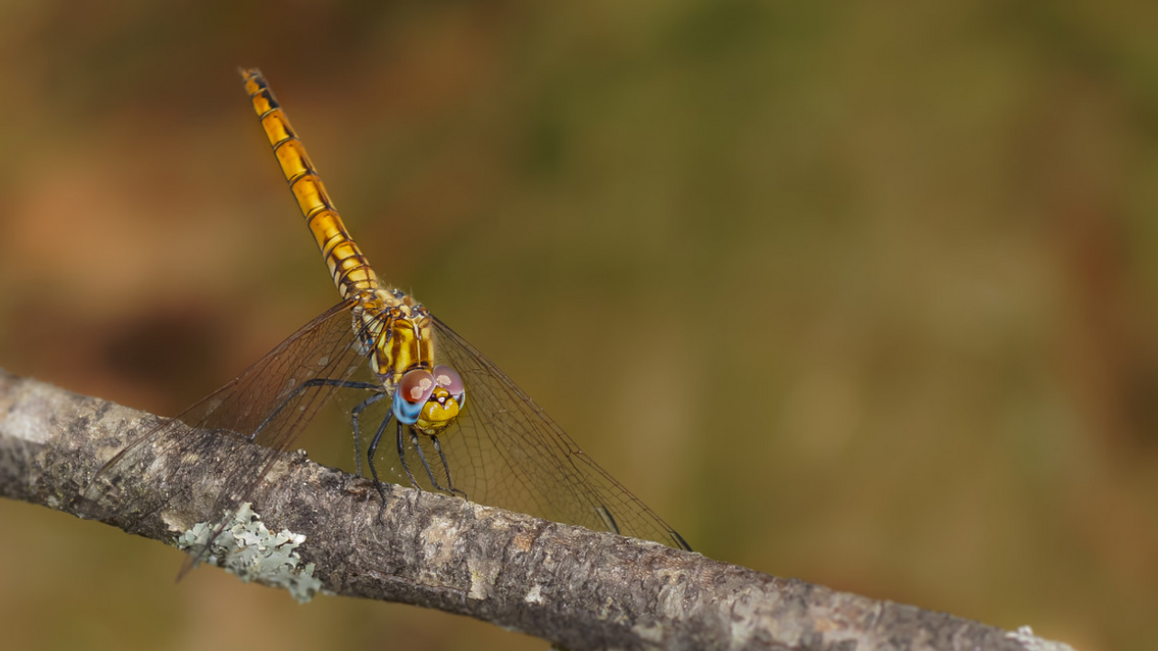 Сибирские учёные обнаружили в Центральном и Вос...
