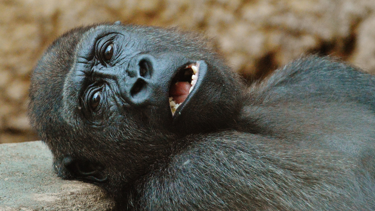 Ирландские учёные создали спрей для носа с моно...