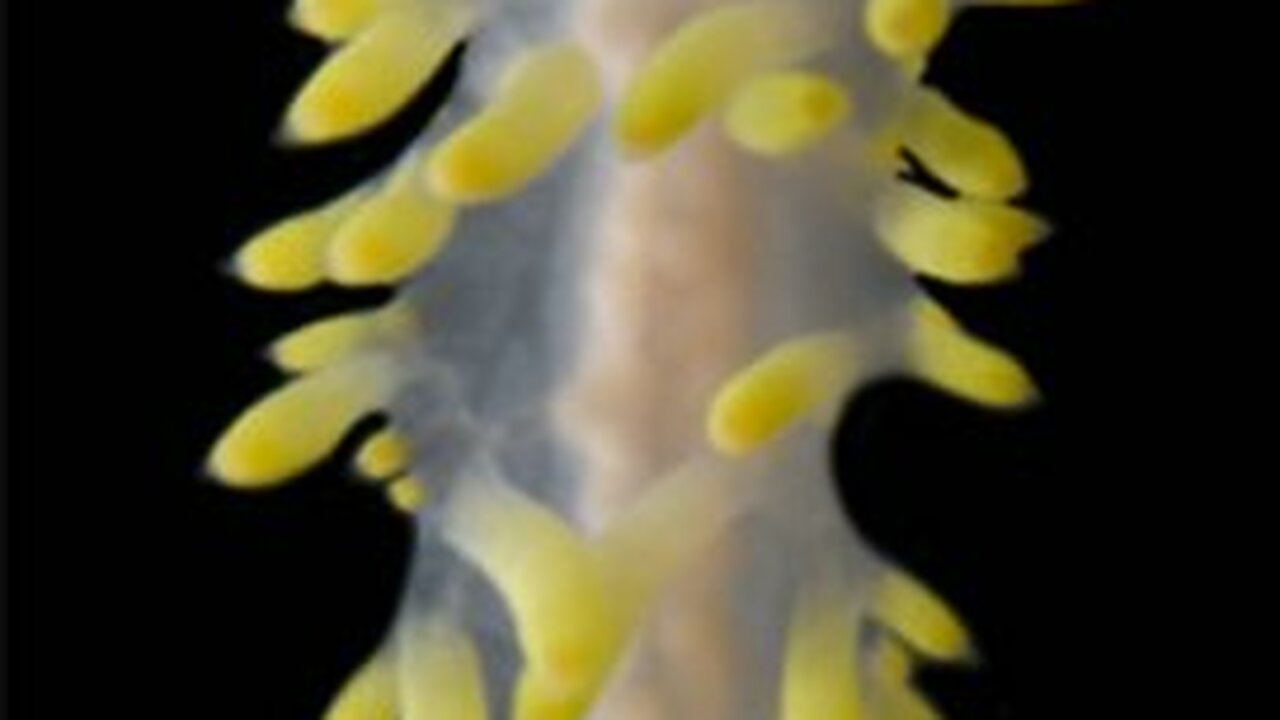 Ученые МГУ вместе с дайверами из Японии открыли новое семейство моллюсков Сотрудники Зоологического музея МГУ совместно с...