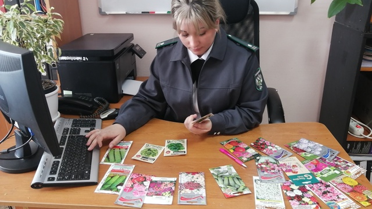 В Ульяновске дачникам продавали семена и саженцы выдуманных сортов Специалисты Россельхознадзора провели масштабны...