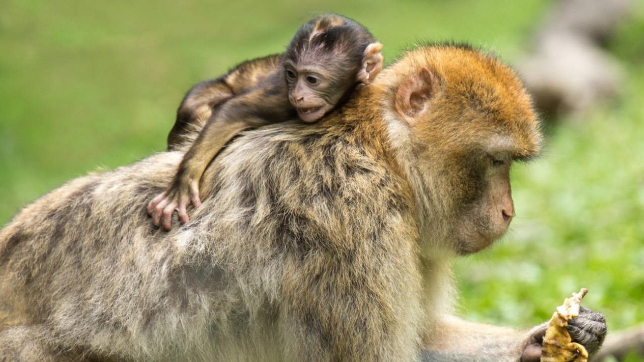 Серия поведенческих опытов показала, что шимпан...