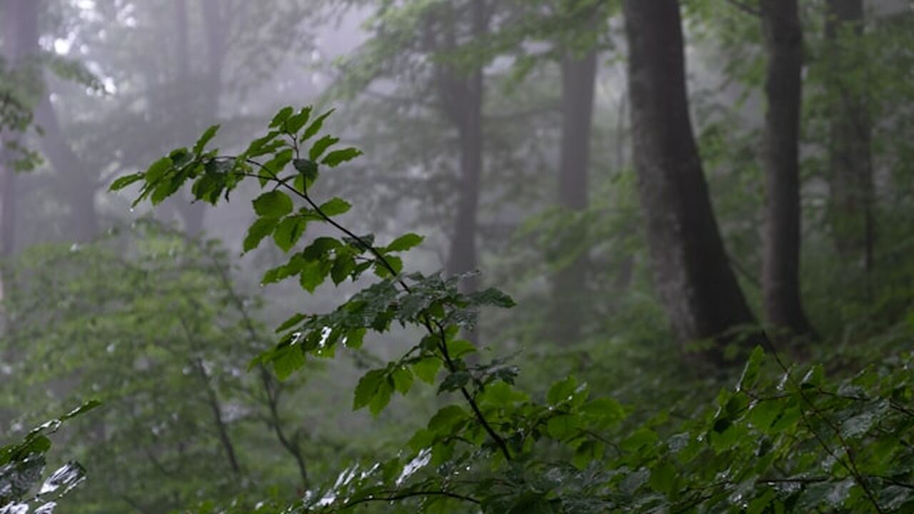 Последний месяц весны в этом году может пройти ...