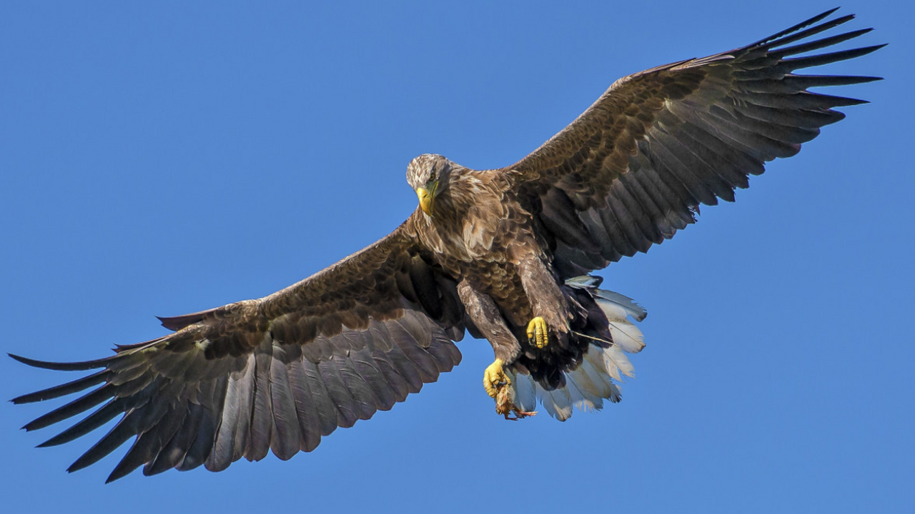 Жизнь после катастрофы: птицы в Чернобыле здоровы, но их микрофлора изменилась Финские учёные обнаружили удивительную адаптаци...