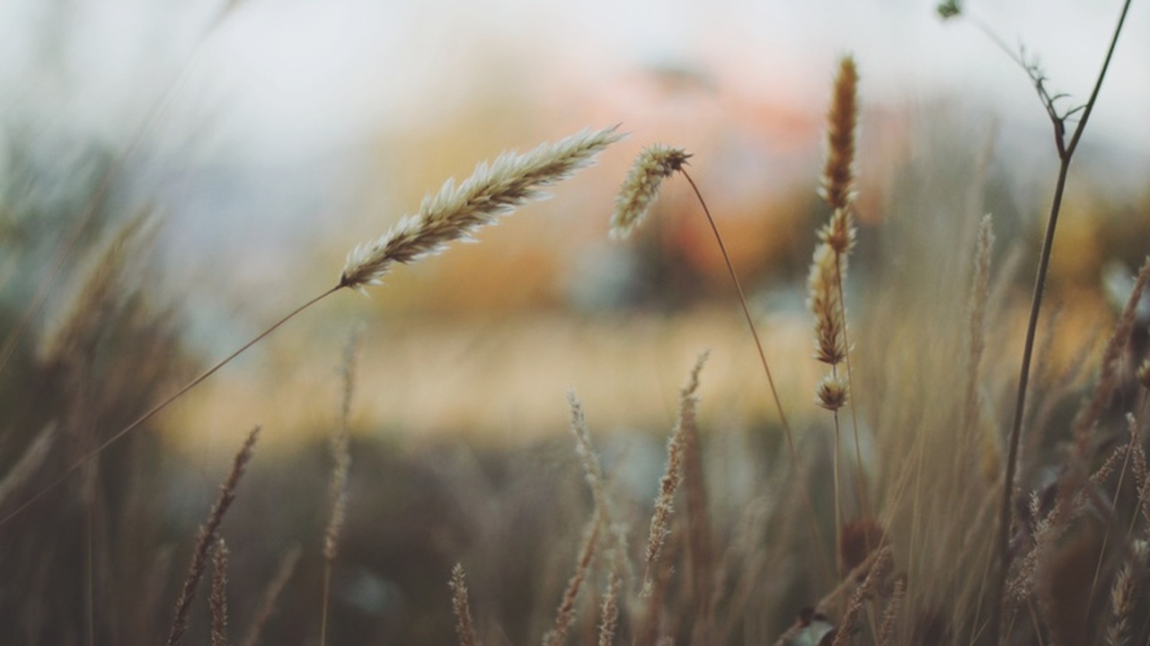 По данным Россельхознадзора, за январь и первую...