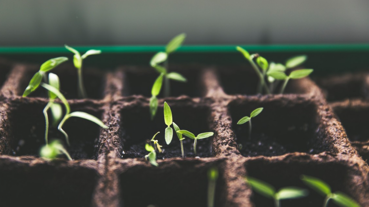 Названы самые удачные дни для посева перцев и баклажанов в 2026 году Даже при соблюдении всех правил ухода перцы и б...