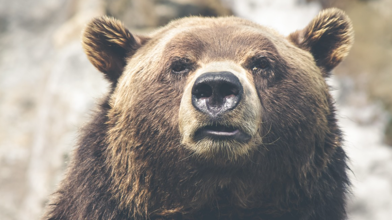 Бурый медведь официально стал талисманом сборной России Олимпийский комитет России 22 января официально...