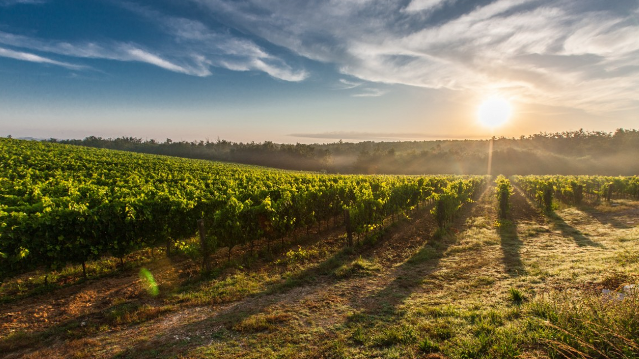 Биологи ТГУ открыли новый вид почвенных хищников Rhodelphis edaphicus Биологи Тюменского государственного университет...