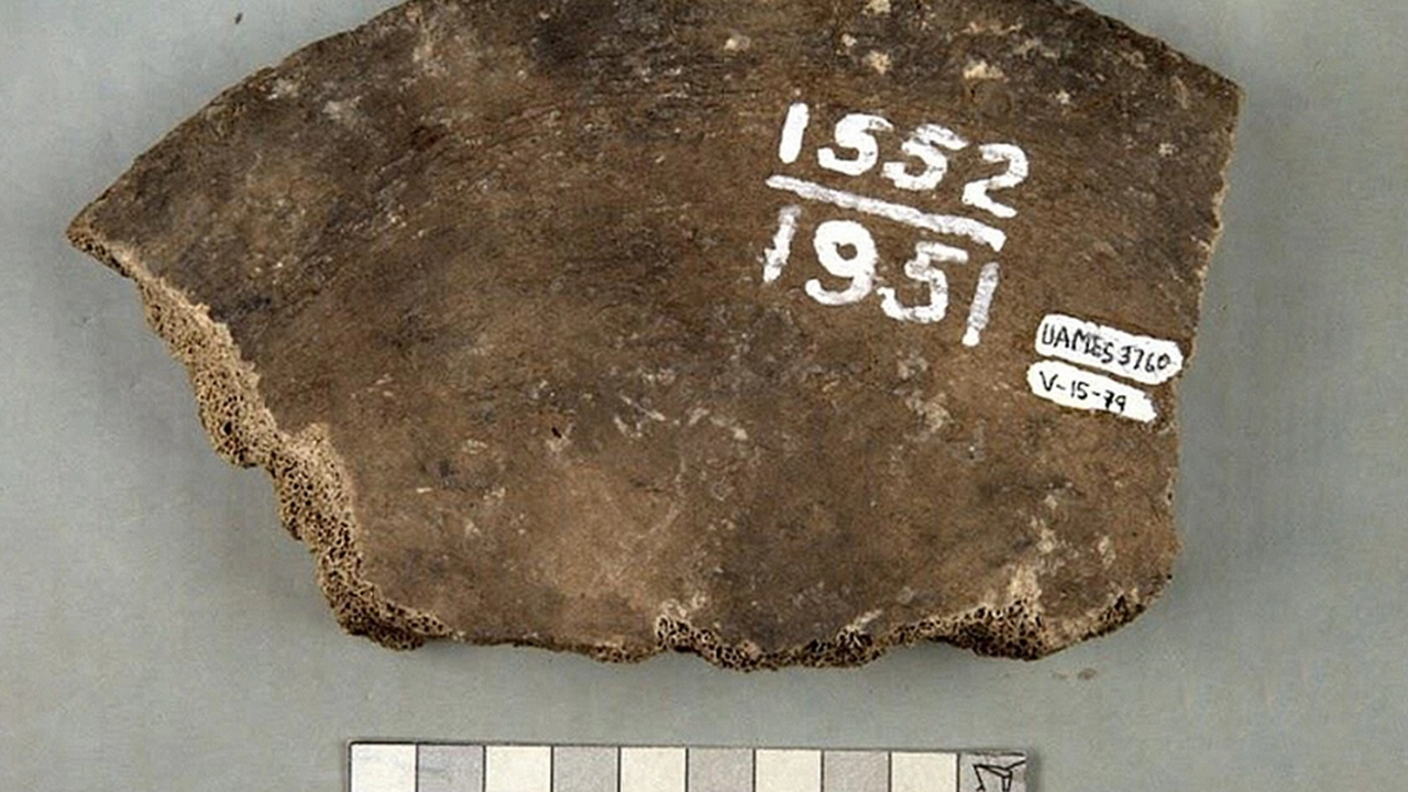 Найденный на Аляске 1000-летний мамонт оказался китом К концу плейстоцена, около 12 тысяч лет назад, ...