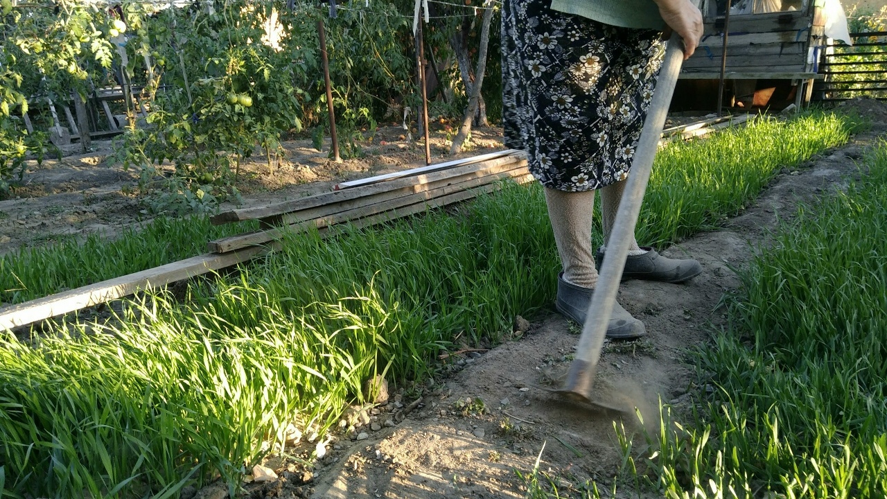 Мокрые тряпки помогают собрать слизней на огоро...