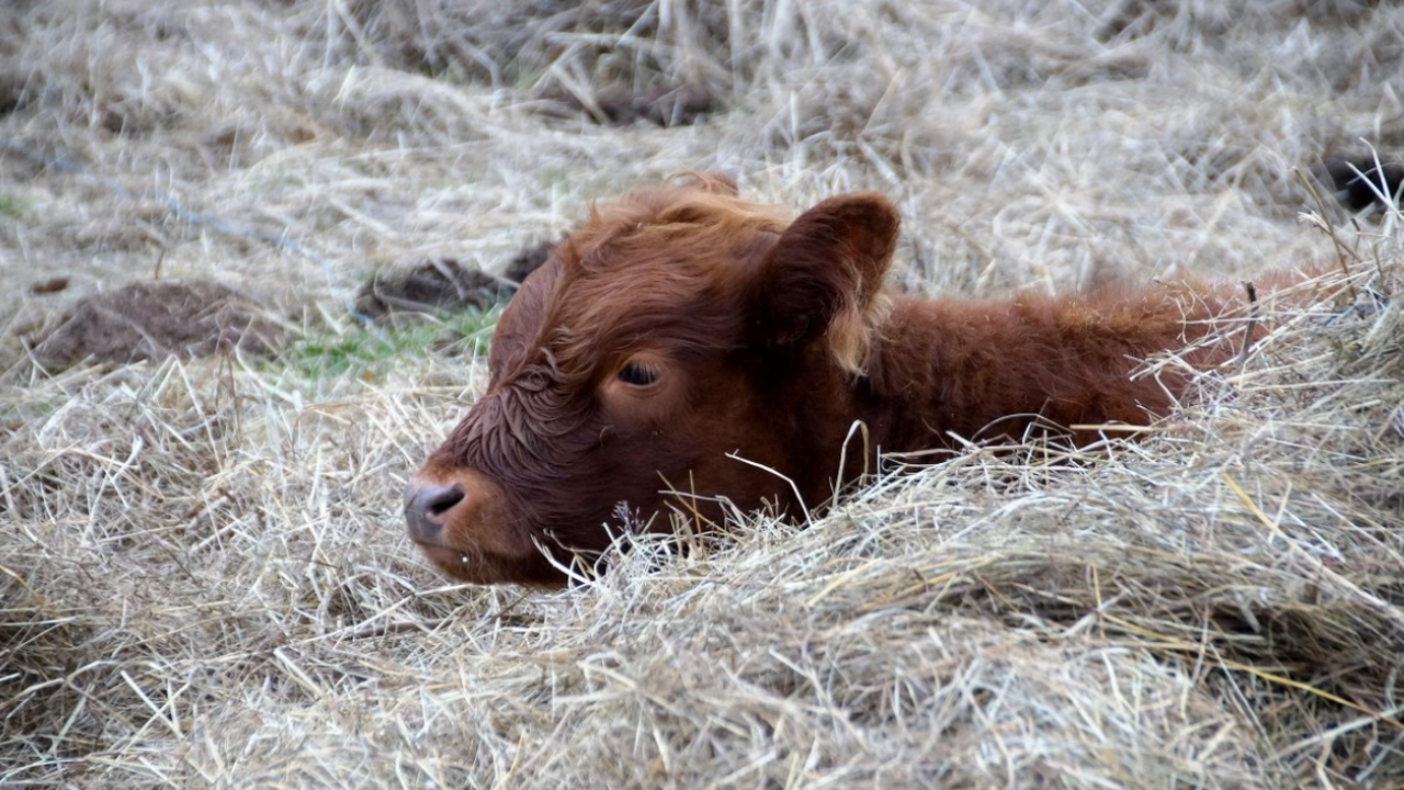 Учёные Калмыцкого государственного университета...