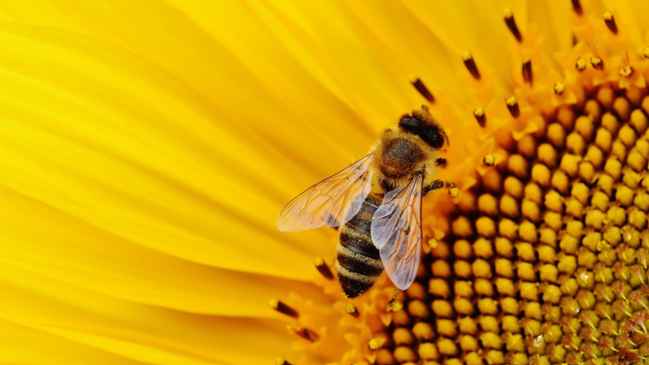 Учёные обнаружили редкий пример химической мими...