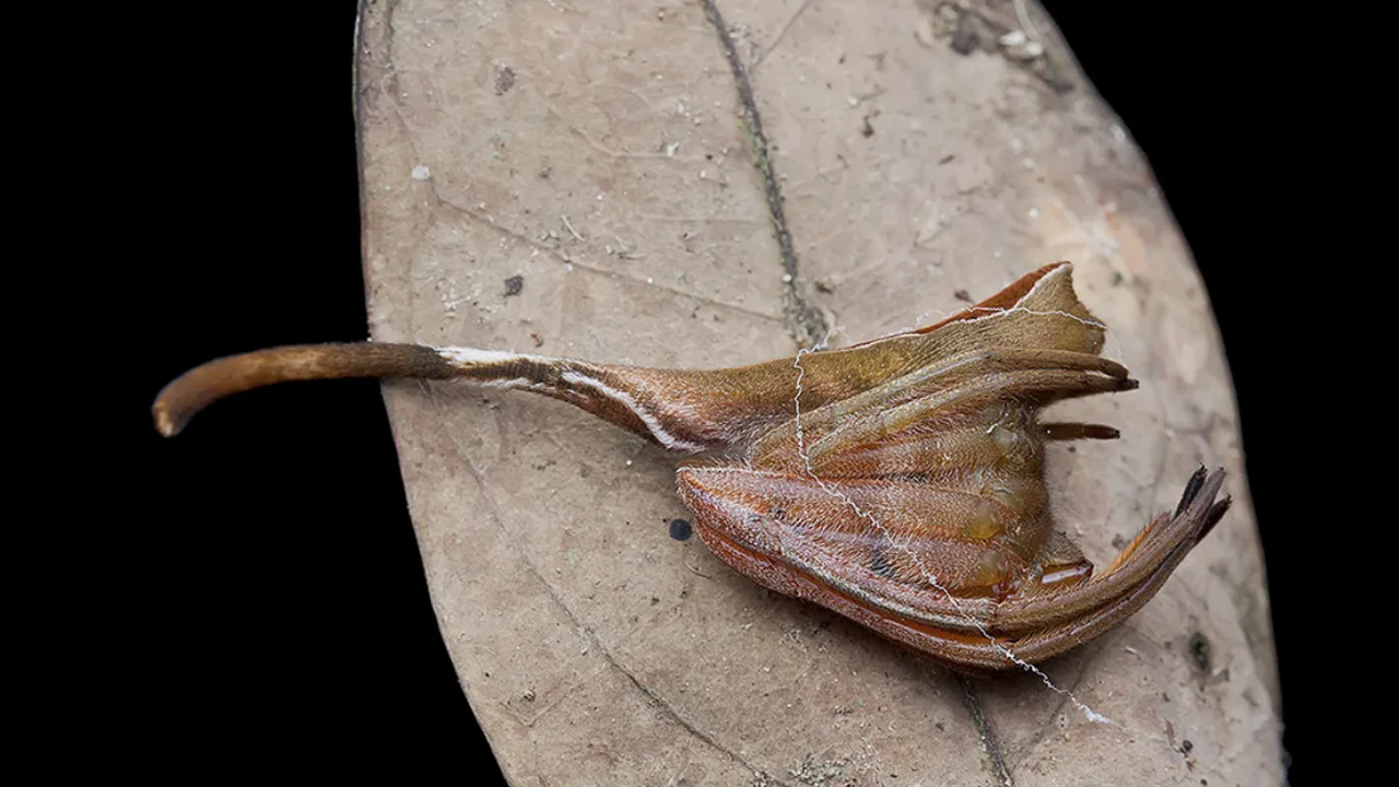 В тропических лесах Юго-Восточной Азии обнаруже...