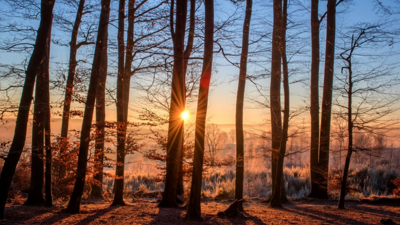 Погода удивит в декабре: дачников ждут новые хлопоты в аномально теплую зиму Аномально тёплый декабрь без устойчивого снежно...