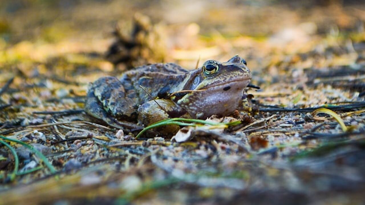 Бактерии из кишечника японских квакш уничтожают раковые клетки Учёные из Японского института передовых наук и ...
