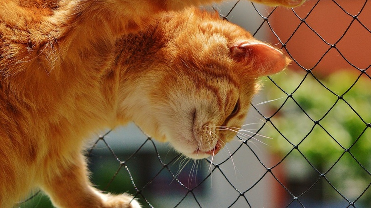 Забота о кошке – это не только ласка и игры, но...