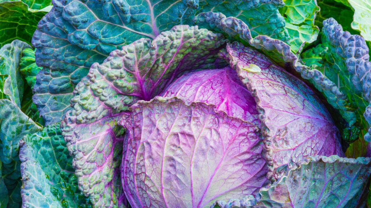 Капустные оладьи с чесноком и зеленью: просто, сытно и по-осеннему вкусно Когда в холодильнике остаётся кусок капусты, са...