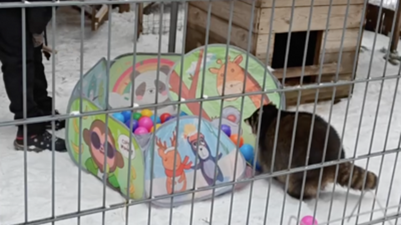 Ульяновский зоопарк пополнил досуг своих обитат...