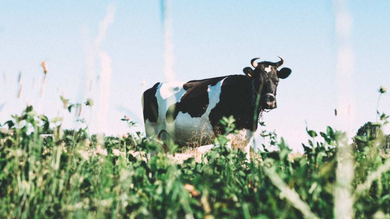 Корова швицкой породы по кличке Вероника, живущ...