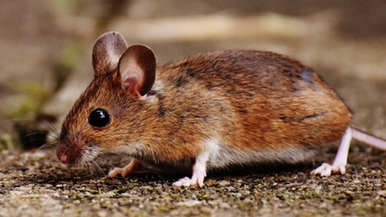 В Димитровграде зафиксировано увеличение числа ...