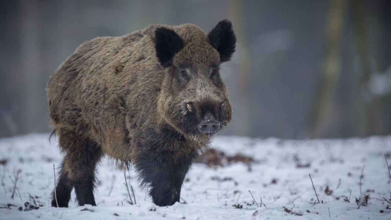 Фотоловушка сняла семейство кабанов, которые искали еду в лесу под Самарой В Национальном парке «Самарская Лука» установле...