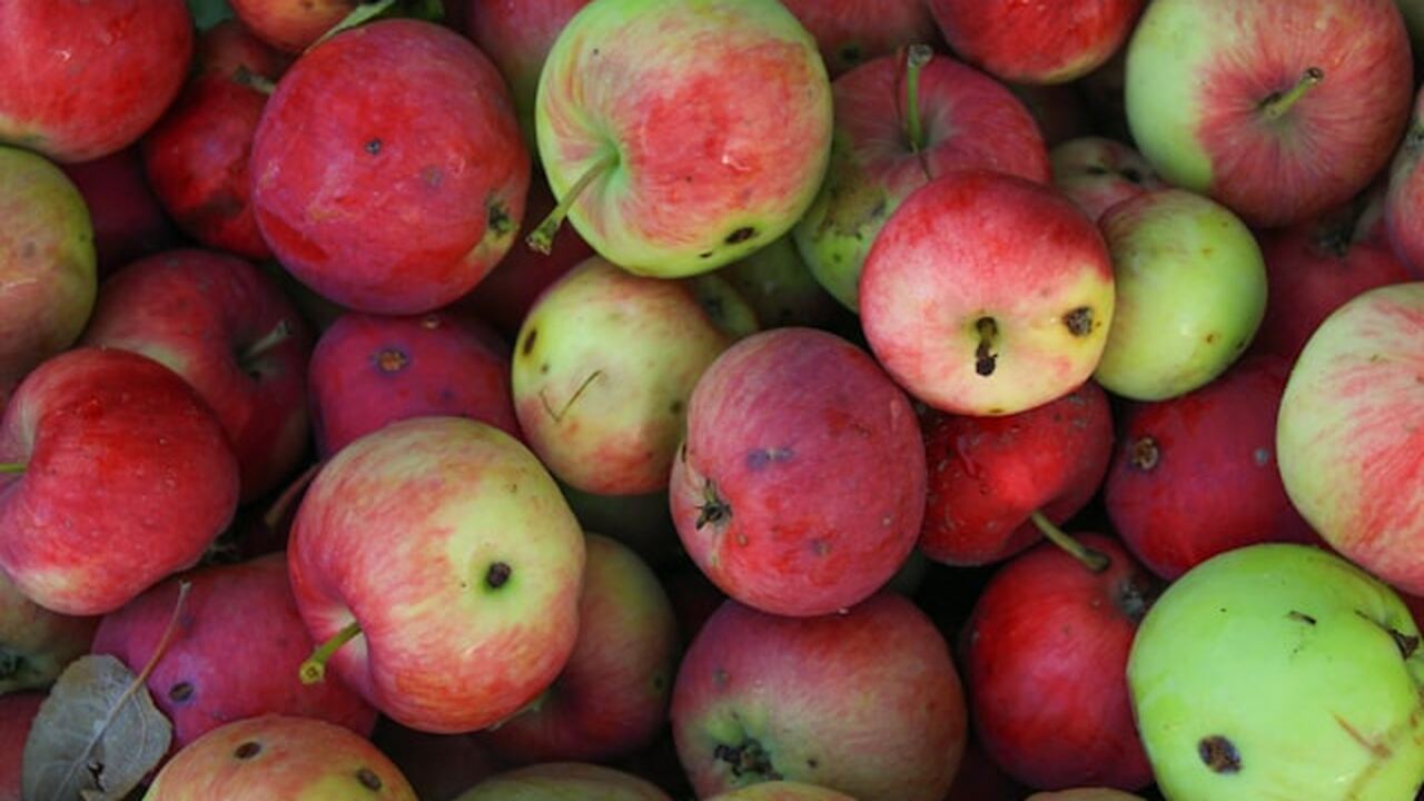 Современные сорта яблок сохраняют следы многокр...