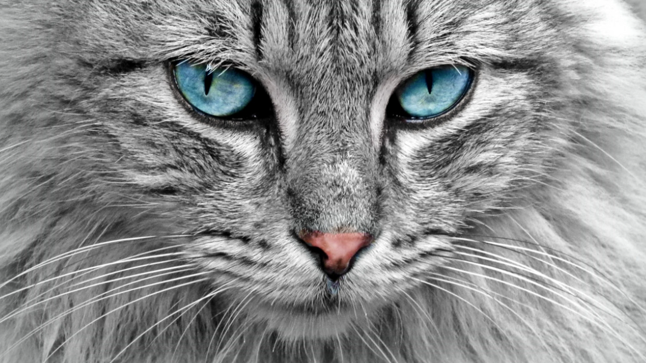 Почему кошки тянутся к тем, кто не пытается им понравиться Многие замечают: чем настойчивее человек пытает...