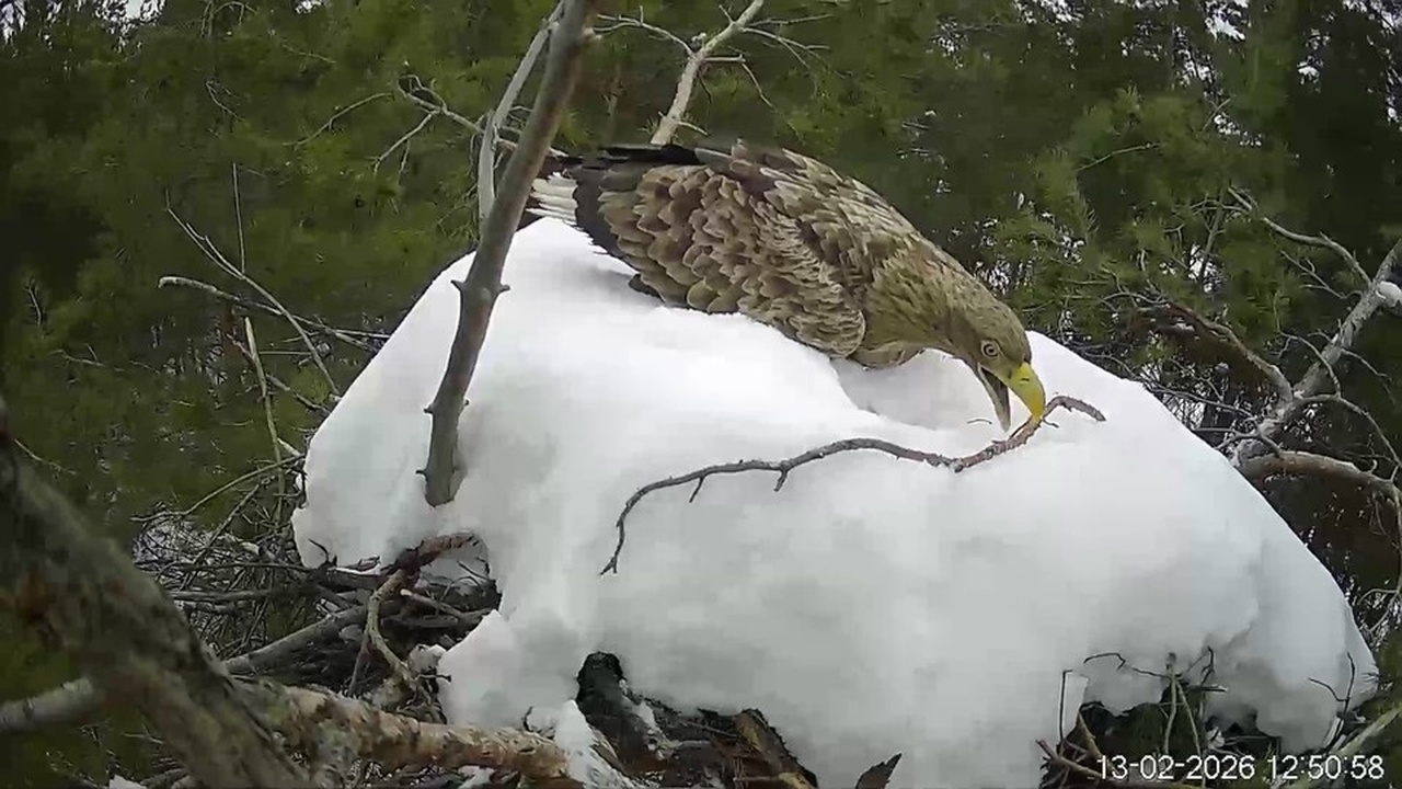 Орланы-белохвосты приступили к обустройству гнезда в Сенгилеевских горах В национальном парке «Сенгилеевские горы» Ульян...