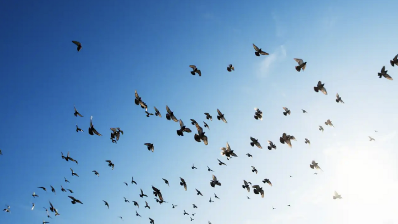 В Чернобыльской зоне выявили изменения у птиц Учёные зафиксировали особенности, свидетельству...