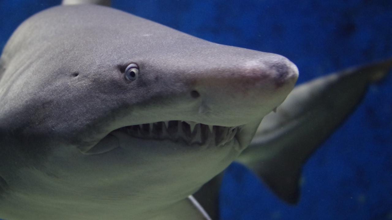 У побережья Мексики ученые зафиксировали редкий...