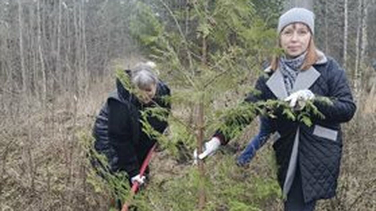 Ульяновский дендропарк расцветает: новая жизнь в хвойном убранстве Ульяновский дендропарк, жемчужина природного на...