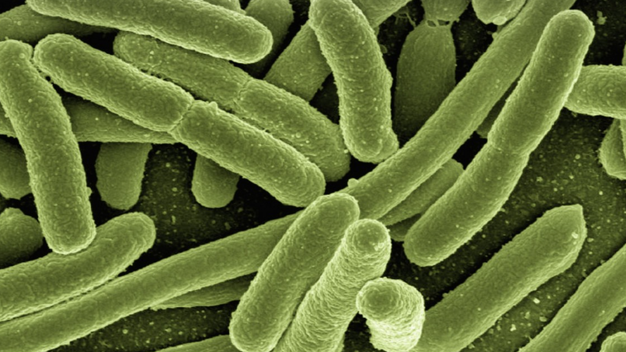 В Сибири обнаружен неизвестный науке моллюск Ученые-палеонтологи из Института нефтегазовой г...